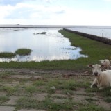 1406F 136 Nordseekuesten Radweg